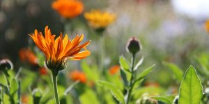 Read more about the article Praesent dapibus