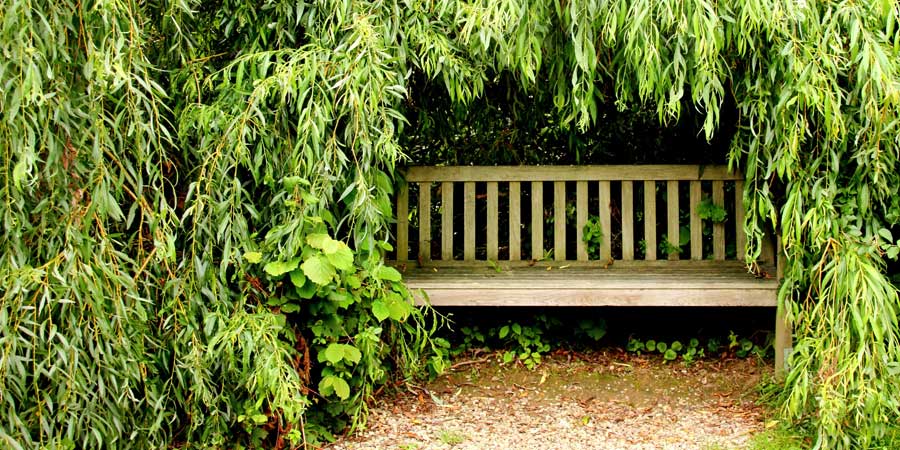 Read more about the article Aenean fermentum